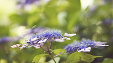 Hortensias